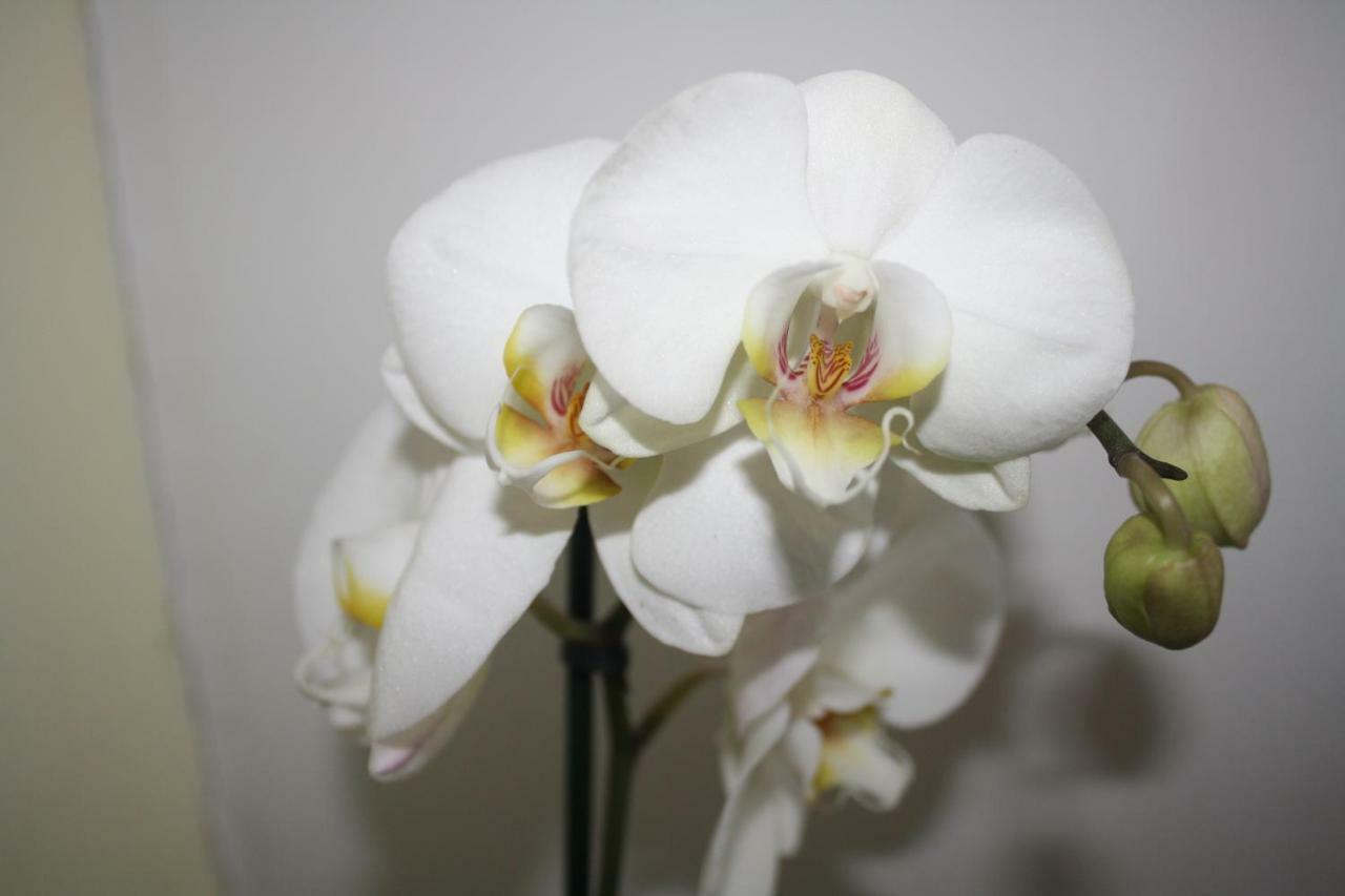 Orchid Cottage Gorges  Экстерьер фото
